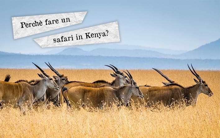 perche fare un safari in kenya1